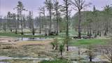 TBD County Rd 401 - Photo 24