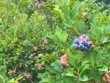 000 County Road 4520 - Photo 36