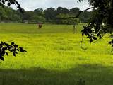 16 ACRES FM 1655 Cr-1460 - Photo 26