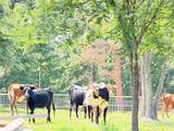 8261 County Road 381 - Photo 34