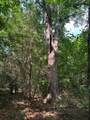 TBD Hwy 259 - Photo 11
