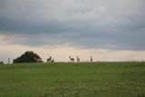 132 County Road 267 - Photo 10