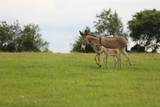 132 County Road 267 - Photo 4