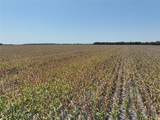 96 Acres Fm 137 - Photo 9