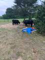 10658 County Road 350 - Photo 15