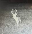 Lot 36 Cr 1200 - Photo 10