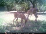 1181 Leaning Oak Trail - Photo 39