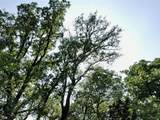 TBD Finis Road - Photo 10