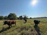 87 Acres Fm 269 - Photo 9