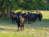13612 County Road 3900 - Photo 29
