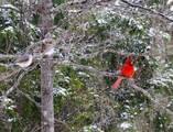 TBD Armadillo Drive - Photo 31
