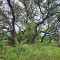 824 County Road 409 - Photo 11