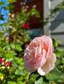 6900 Skillman Street - Photo 38