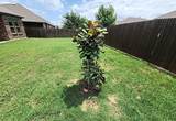 11132 Canyon Oak Street - Photo 6