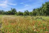 1343 County Road 188 - Photo 10