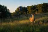 1343 County Road 188 - Photo 8