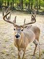 282 Sugartree Circle - Photo 39