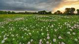TBD Fm 1752 Road - Photo 2