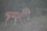 250 Dove Landing - Photo 39