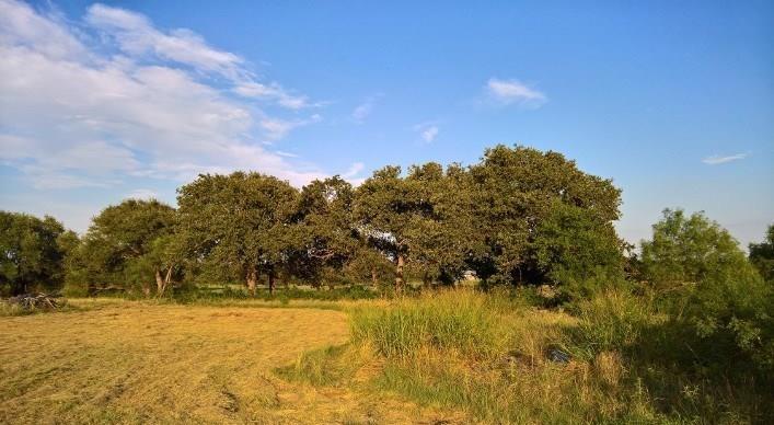 1217 Hwy 377 - Photo 1
