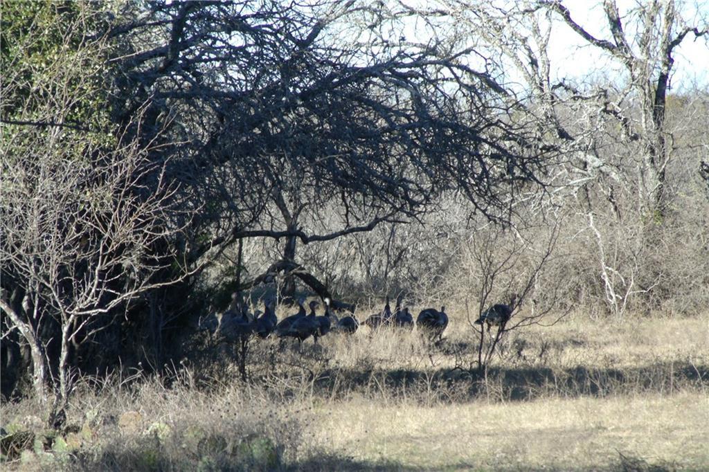 TBD County Road 199 - Photo 1