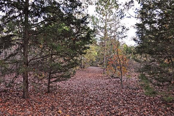 14.2 Acres Fm 115 - Photo 1