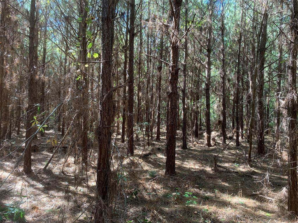 N/A Ruggs Bluff Road Road - Photo 1