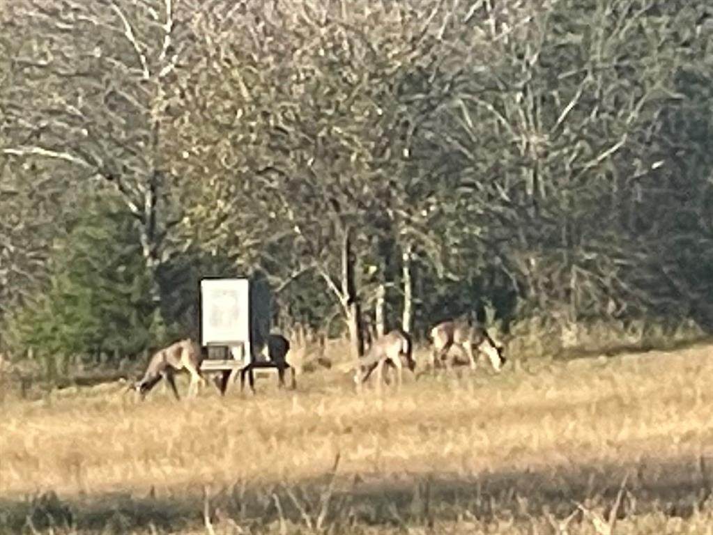 TBD County Road 4145 - Photo 1