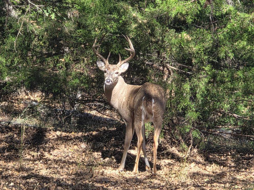 1159 Mikus Road - Photo 1