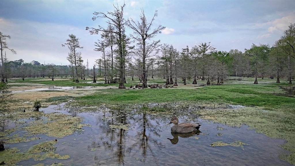 TBD County Rd 401 - Photo 1