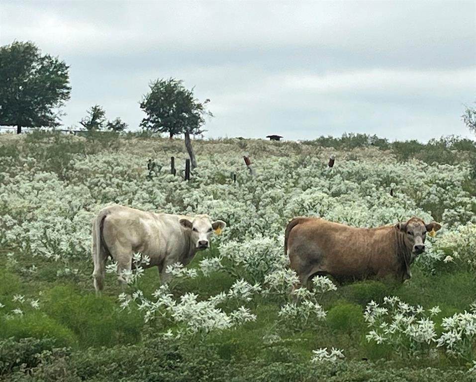 6096 Abner Road - Photo 1