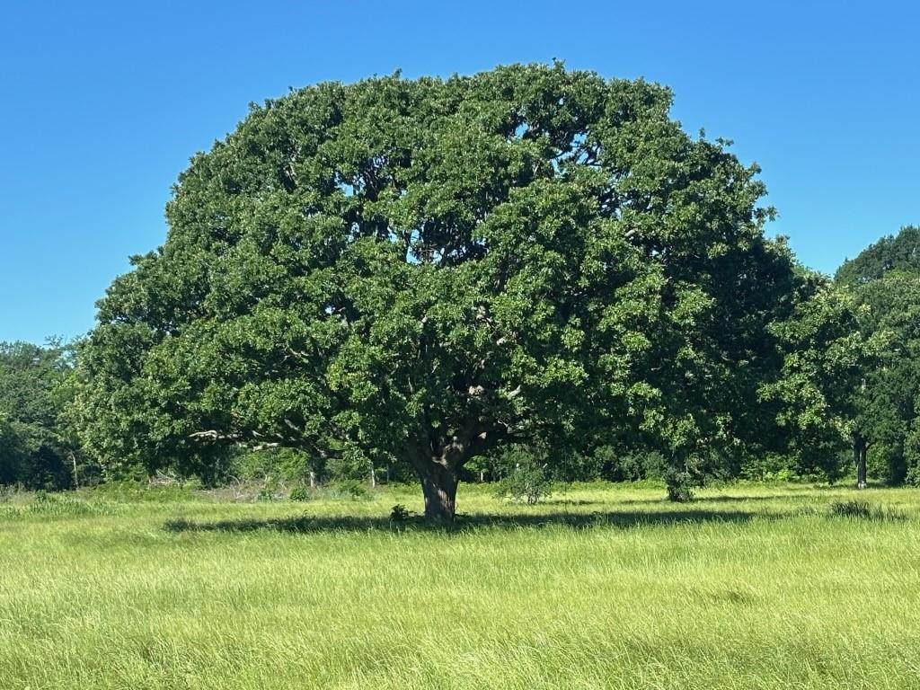 TBD County Road 4410 - Photo 1