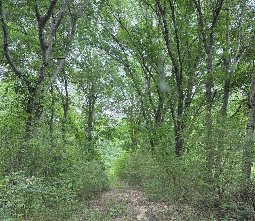 32 Acres County Road 2324 - Photo 1