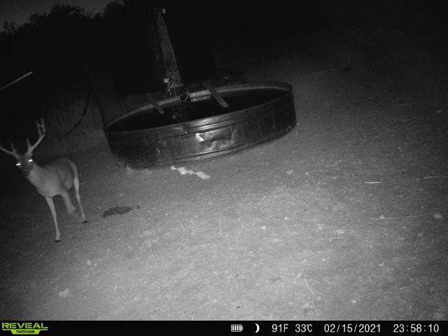 100 Cr 186 - Photo 1