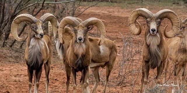 Buffalo4 Ranch County Road 290 - Photo 1