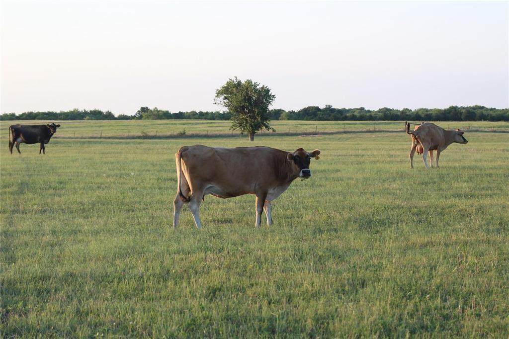 TBD Co Rd 4518 - Photo 1