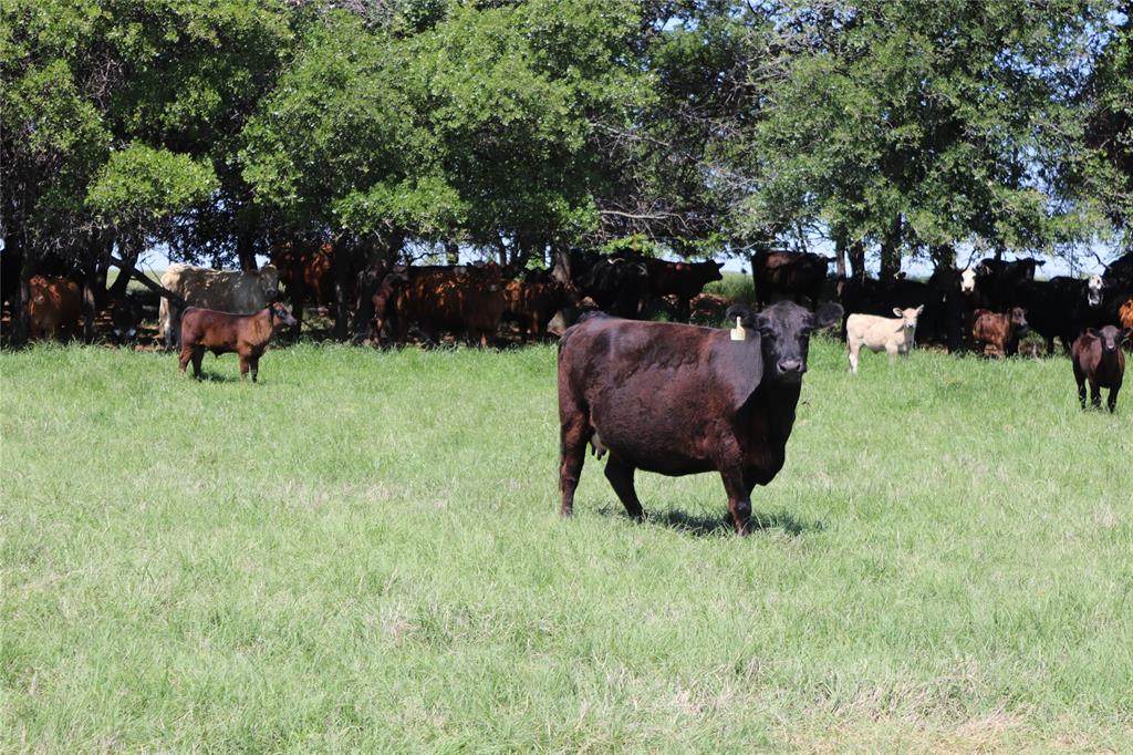 293 Acres Deer Creek Rd - Photo 1