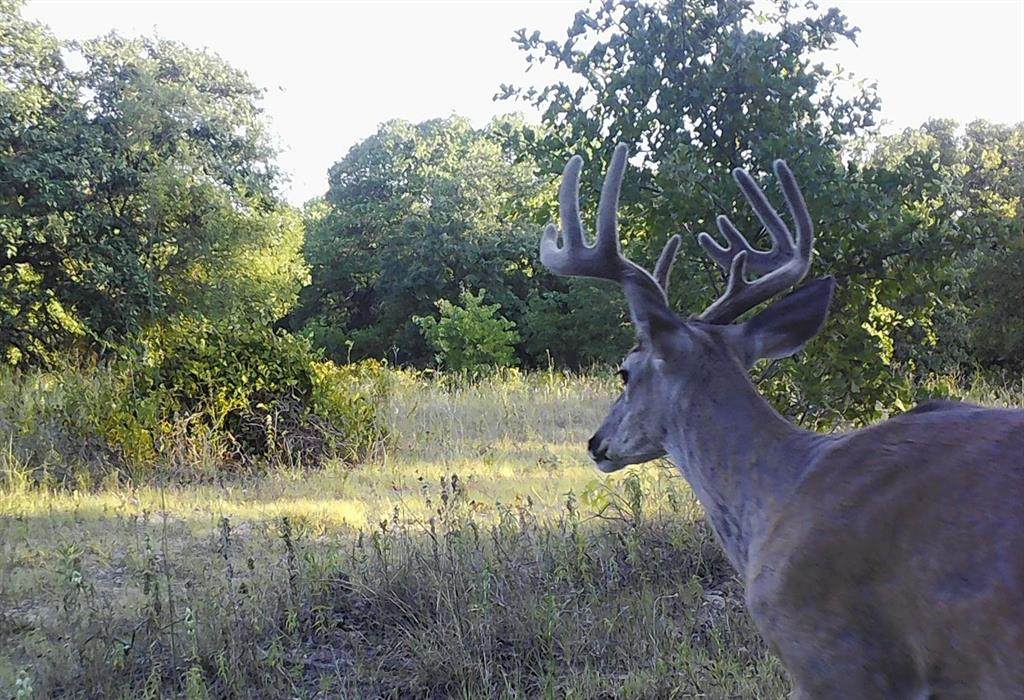 12732 County Road 469 - Photo 1