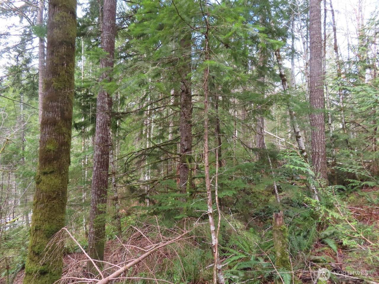 0 XXX Lake Cushman Road - Photo 1