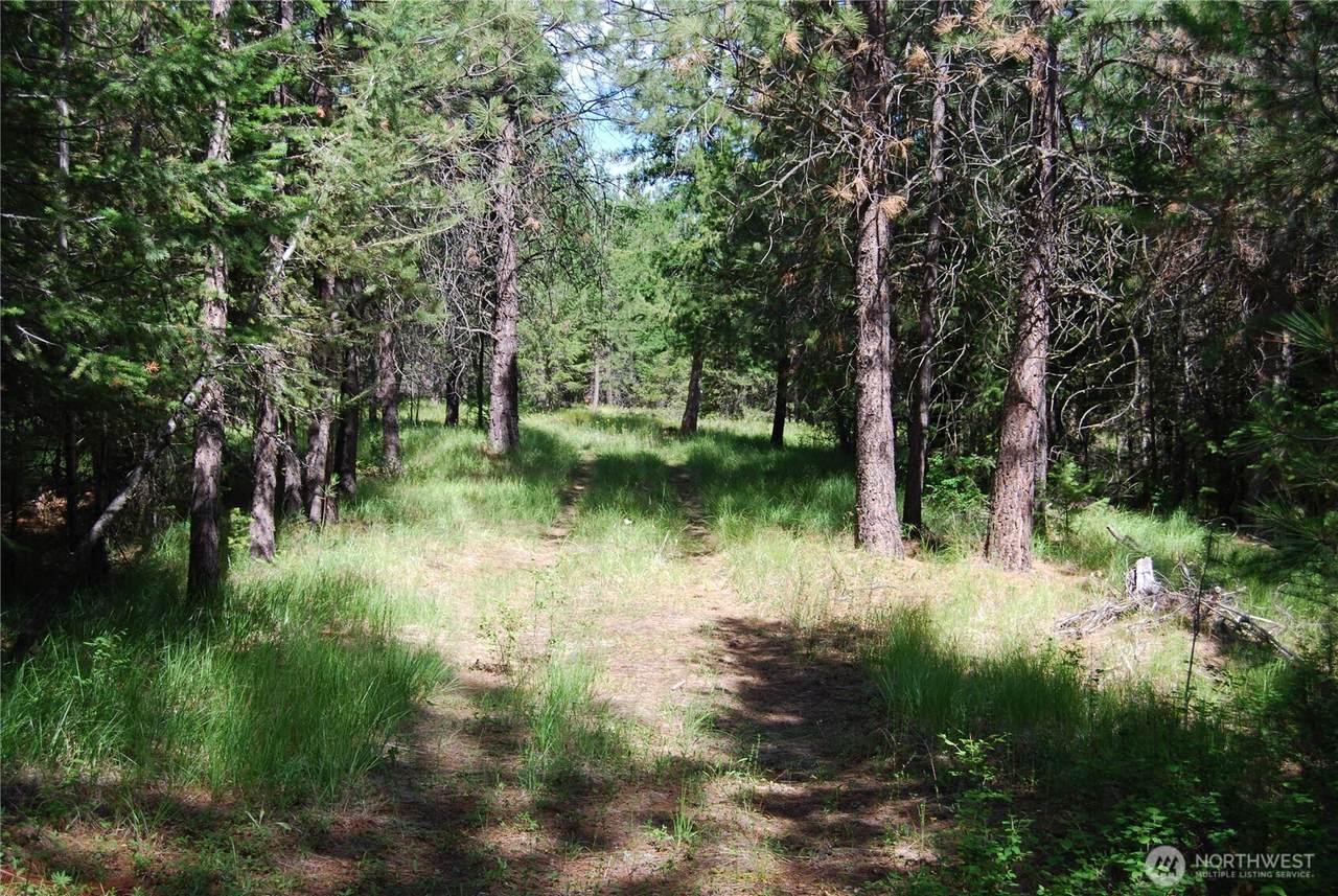 30 -23 Wild Turkey - Photo 1