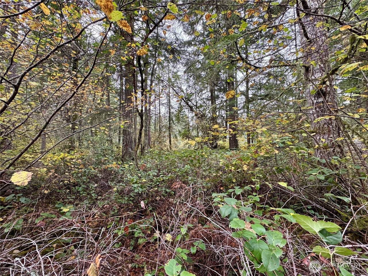 10824 Madrona Drive - Photo 1