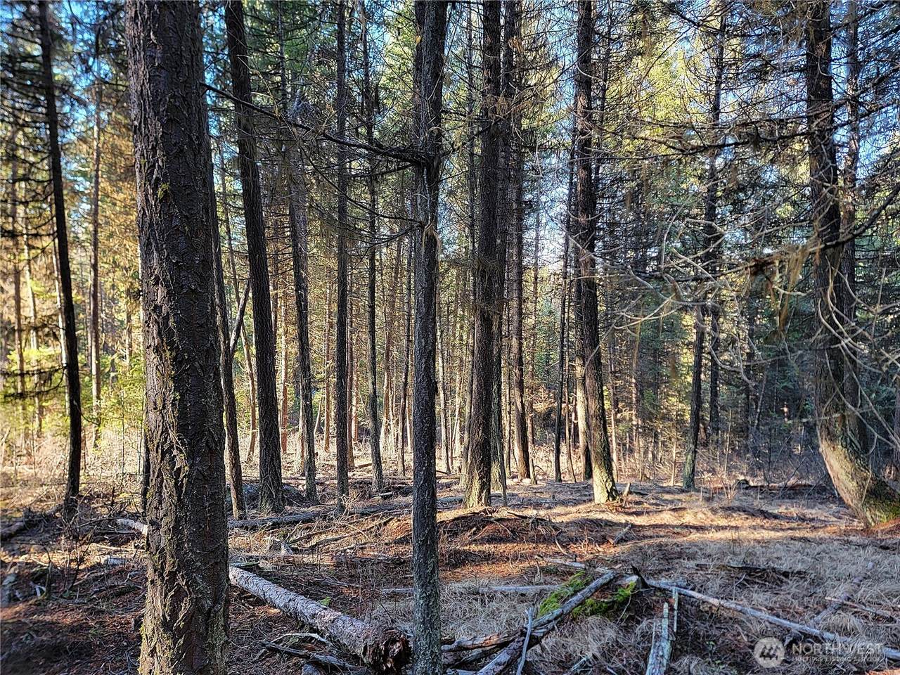 9999 TBD Lundimo Meadows Road - Photo 1