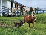 106 Bunch Road - Photo 38