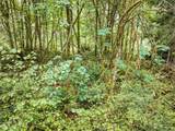 0 Lackey Road - Photo 18