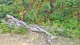 0 20&22 Teanaway Middle Fork Road - Photo 17
