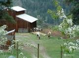 24 Catherine Creek Road - Photo 31