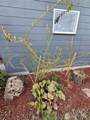 1417 Windsor Avenue - Photo 3