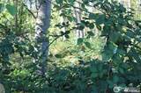 3085 Maplewood Avenue - Photo 1