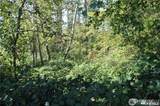 3085 Maplewood Avenue - Photo 4