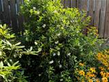 4819 Ferdinand Street - Photo 37